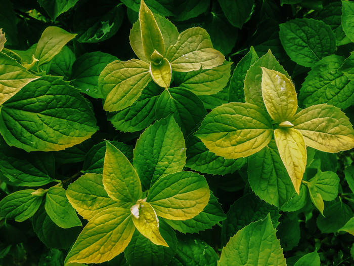 花园植物茉莉花叶子