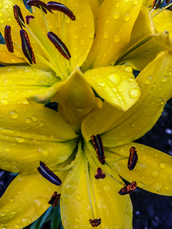 花园<strong>花开</strong>花<strong>黄色</strong>的百合后雨