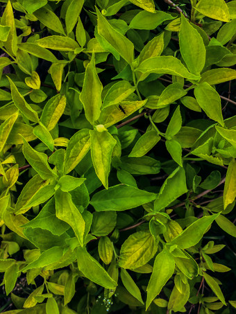 绿色植物墙茉莉花叶子花园花背景和纹理绿色植物墙拉斯明叶子背景和纹理