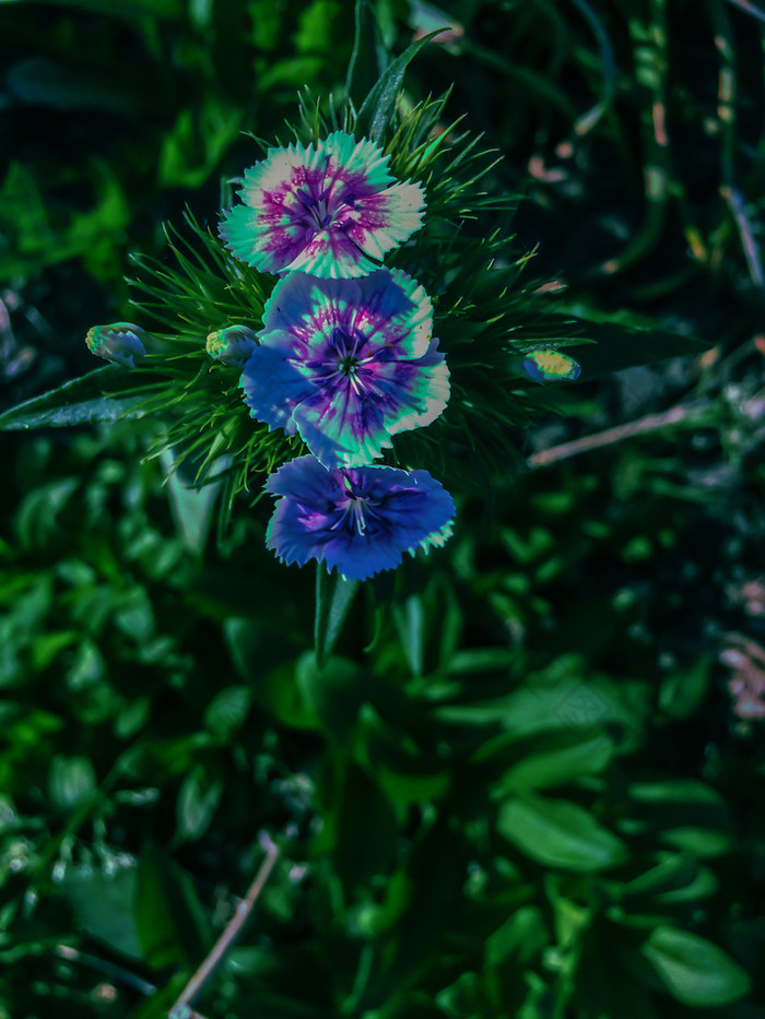 花背景从新鲜的康乃馨开花花园花花背景从新鲜的康乃馨花园花