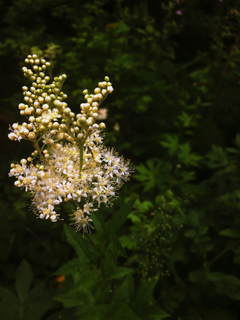 白色花特写镜头夏天盛开的<strong>季</strong>节野生植物与白色花序前视图群小白色花和黄色的味蕾<strong>绿色</strong>模糊背景美自然白色花特写镜头夏天盛开的<strong>季</strong>节野生植物与白色花序前视图群小白色花和黄色的味蕾<strong>绿色</strong>模糊背景