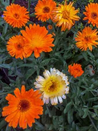 美丽的橙色头花与滴关闭拍摄后雨明亮的夏天背景与日益增长的花聚金盏花花园花开花橙色金盏花后雨