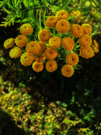 tanacetum俗的绿色夏天草地野花艾菊黄色的背景黄色的花关闭tanacetum俗常见的艾菊医疗草tanacetum俗的绿色夏天草地野花艾菊黄色的背景