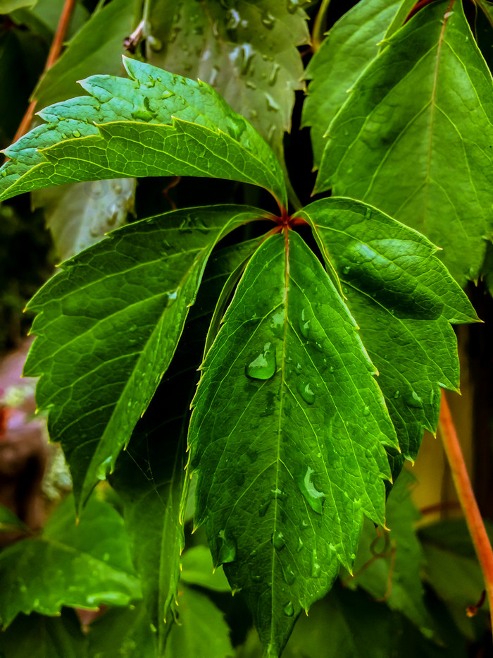 他来了叶分支露水滴后雨特写镜头绿色葡萄叶子后雨背景他来了