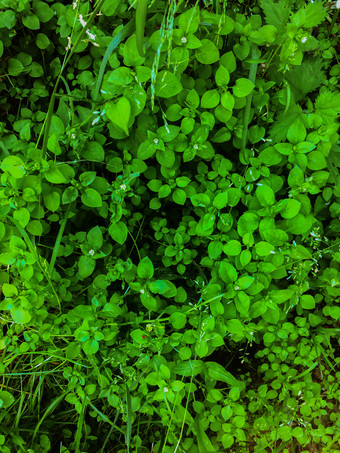 背景绿色草绿色草纹理绿色草纹理从场夏天草地绿色草草坪上自然背景