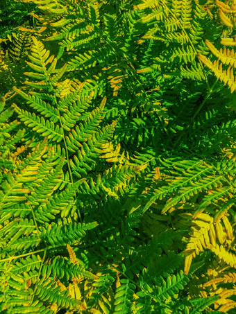 明亮的绿色蕨类植物长草阳光叶子backgroundbase设计森林plantlarge绿色叶子蕨类植物特写镜头绿色森林草蕨类植物叶子自然背景纹理