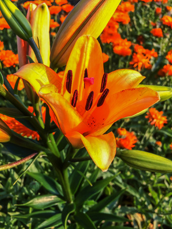 视图橙色火莉莉花的夏天时间花园摄影活泼的自然花园花开花橙色百合夏天草地