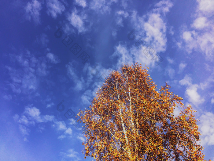 光滑的树干白色桦木与橙色叶子阳光明媚的秋天景观与清晰的蓝色的天空黄色的桦木皇冠的天空背景色彩斑斓的秋天叶子婊子树与蓝色的天空背景