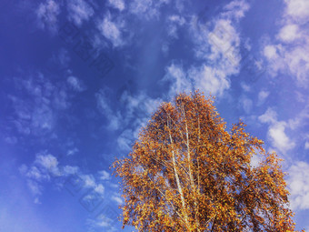 光滑的树干白色桦木与橙色叶子阳光明媚的秋天景观与清晰的蓝色的天空黄色的桦木皇冠的天空背景色彩斑斓的秋天叶子婊子树与蓝色的天空背景