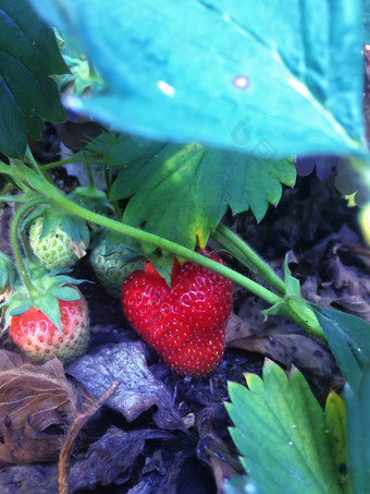 新鲜的国产草莓碗之间的草莓灌木成熟的红色的浆果选<strong>首页</strong>花园夏天<strong>水果</strong>生动的色彩斑斓的背景