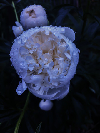 一个白色牡丹盛开的的花园后的雨精致的牡丹特写镜头哪花园植物景观设计花园花开花白色牡丹后雨