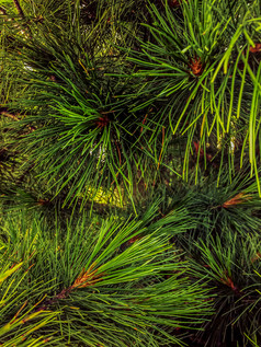 背景纹理毛茸茸的树分支机构为圣诞节卡松树绿色针自然背景纹理圣诞节