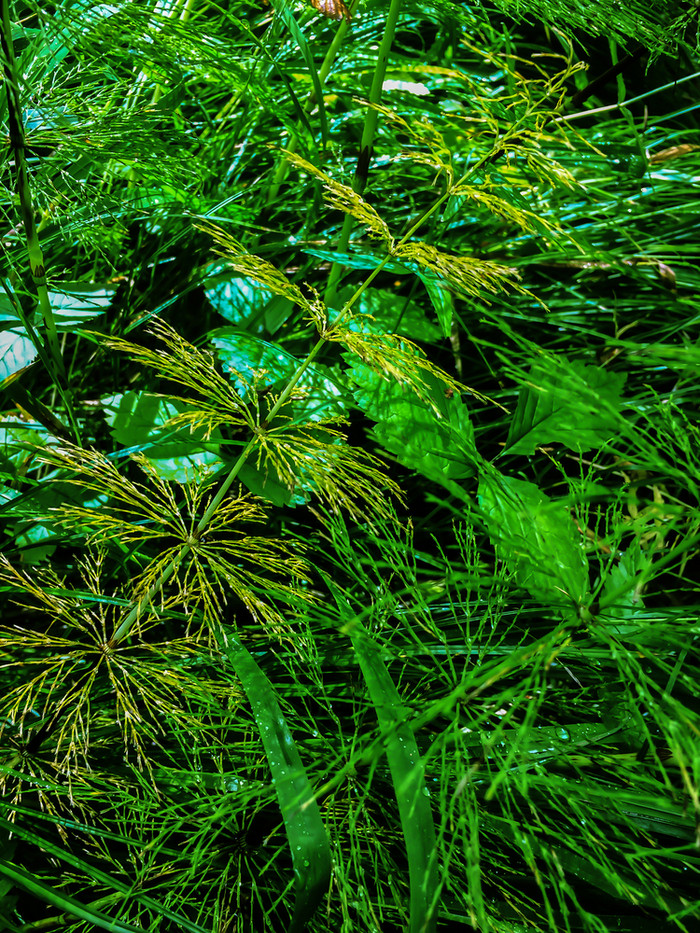 绿色草纹理与长薄叶片草后雨郁郁葱葱的草草地新鲜的草坪上背景春天增长背景夏天植物农村自然所有绿色自然背景绿色草后雨自然背景纹理