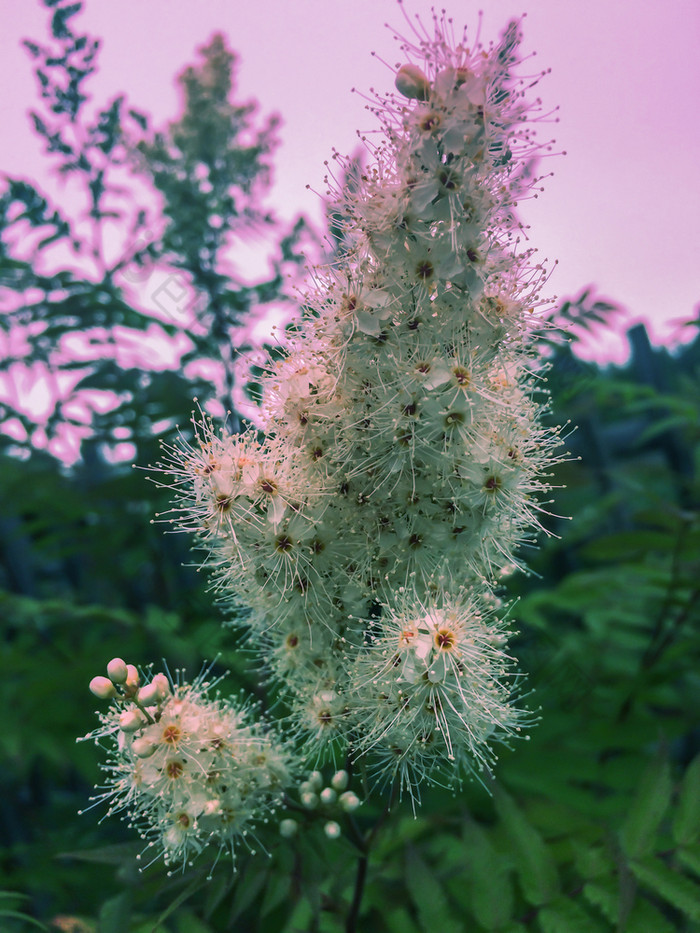 的花园花开花白色花与绿色叶子开花白色花花序蓝色的天空背景