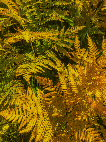 金蕨类植物叶橙色健美的热带叶花婚礼背景秋天森林海报蕨类植物植物树叶纹理异国情调的叶纹理热带自然横幅模板秋天蕨类植物叶子金森林草坪上自然背景