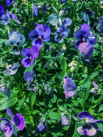 违反了odorata甜蜜的紫罗兰色的英语紫罗兰色的常见的紫罗兰色的花园紫罗兰色的盛开的春天特写镜头自然背景花园花开花蓝色的紫罗兰色的与绿色叶子背景