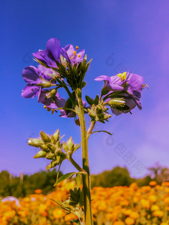 特写镜头两个蓝色的花明亮的背景开花蓝色的花蓝色的天空背景