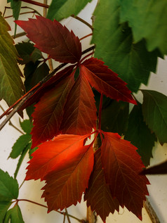 色彩斑斓的秋天红色的和绿色叶子野生葡萄背景摘要紫色的红色的和橙色秋天叶子背景红色的和绿色秋天叶子葡萄自然背景