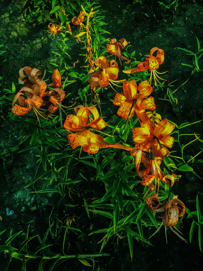 橙色莉莉花叶子百合属植物背景模式美丽的橙色莉莉百合属植物夏天花花园特写镜头橙色麦当娜莉莉布什花床上温柔的百合属植物模式礼来公司纹理打印花园花开花红色的老虎百合背景