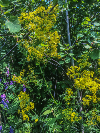 <strong>黄色</strong>的花背景绿色植物视图从以上春天背景与的花<strong>黄色</strong>的花成长的地面的公园野生植物森林开花<strong>黄色</strong>的野生花夏天森林withgreen叶子背景