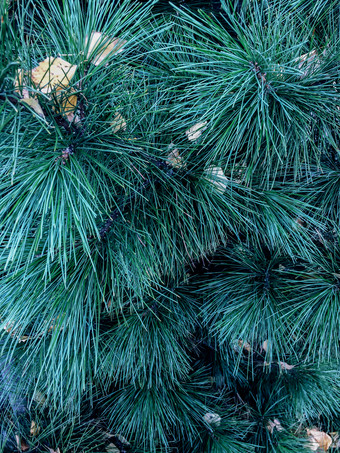 松树绿色针关闭圣诞节树背景背景纹理松树分支机构为圣诞节卡