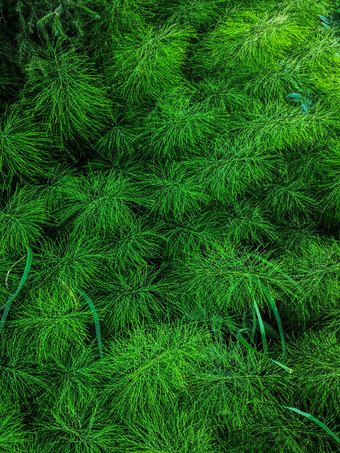 野生植物绿色背景马尾托尔卡奇克木贼属阿文斯常见的马尾春天绿色草摘要背景自然绿色草木贼类森林草地自然背景