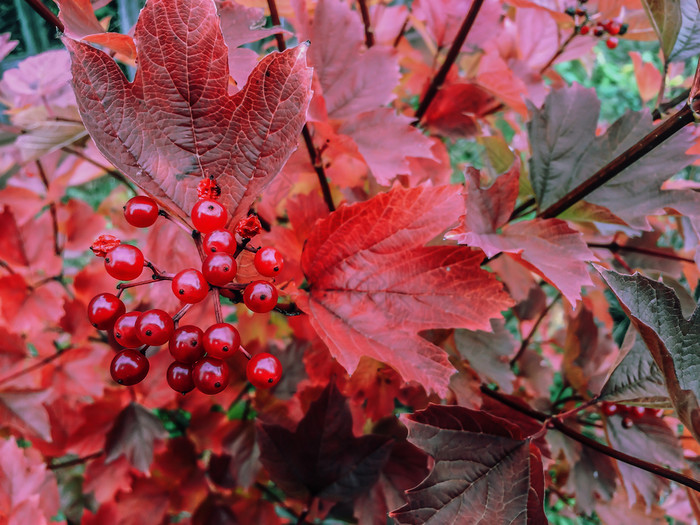红色的荚莲属的植物分支的花园荚莲属的植物荚莲属的植物opulus浆果和叶子户外秋天秋天群红色的荚莲属的植物浆果分支色彩斑斓的红色的秋天叶子荚莲属的植物红色的浆果花园植物