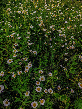 白色洋甘菊花美丽的草地背景洋甘菊花绿色草地盛开的花野花花园环境夏天草地开花白色黛西洋甘菊自然背景