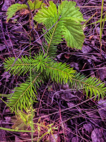 小年轻的绿色云杉松树植物针树桩森林森林莫斯背景小冷杉树与老干针背景