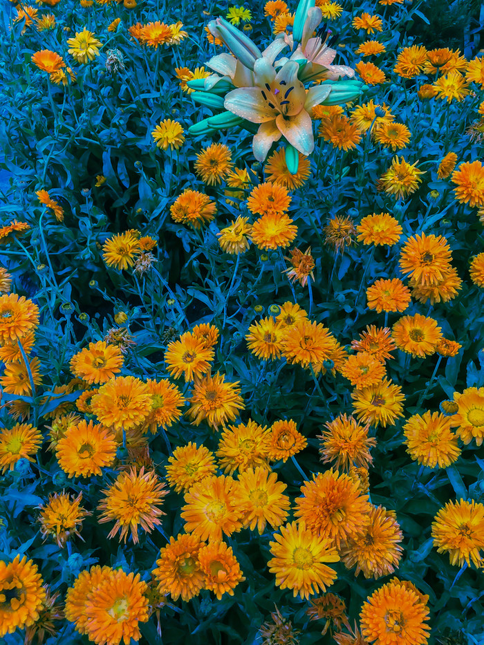 聚盛开的的花园橙色花和绿色叶子蔬菜背景橙色莉莉与开花橙色金盏花聚