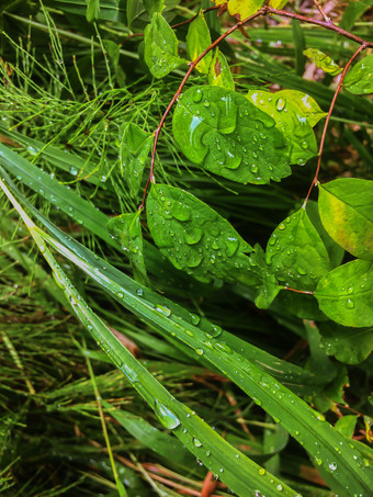 雨滴和露水绿色草后的雨自然的场森林景观背景绿色草叶子后雨森林草坪上自然背景