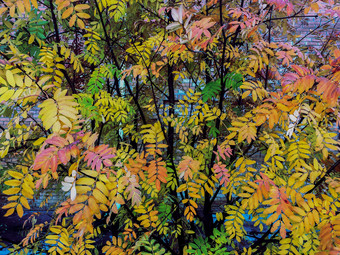 风景如画的红色的紫色的叶子罗文树的秋天一天色彩斑斓的秋天公园罗文树风景如画的叶子背景
