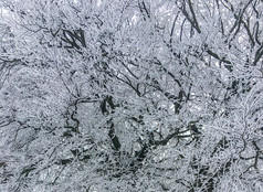 大树与所有分支机构覆盖雪惊人的美丽的圣诞节冬天季节背景