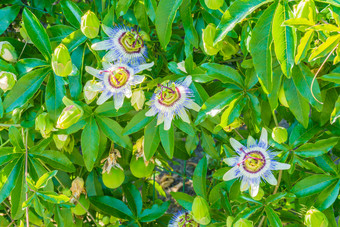 四个激情花激情花植物布什