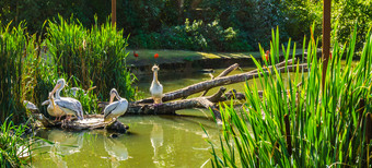 鹈鹕鸟家庭在一起河景观一个成人保护他的孩子
