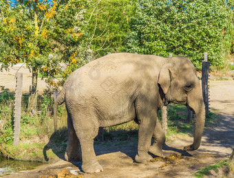 单棕色（的）灰色大大象走自然景观场景
