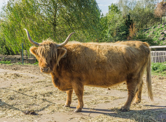 关闭动物肖像站角苏格兰苏格兰高地的人牛