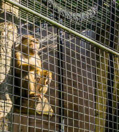 关在笼子里棕色（的）短尾猿猴子后面金属栅栏笼子里坐着波兰和看外