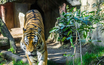 危险的捕食者老虎走野生动物动物肖像