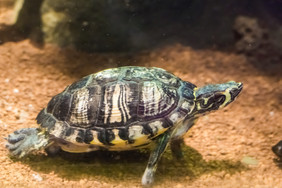 加冕河乌龟与的条纹游泳水下水爬行动物动物