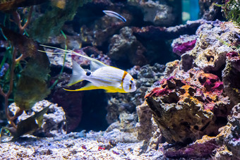 美丽的和<strong>优雅</strong>的白色和黄色的条纹热带鱼水族馆宠物与<strong>优雅</strong>的字符串色彩斑斓的异国情调的海洋生活肖像