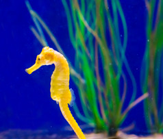 海洋生活鱼肖像常见的黄色的河口海马宏特写镜头