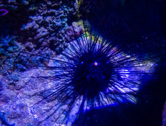 王冠黑色的海海胆也知道long-spined海海胆看与他的眼睛和铺设的底