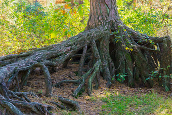 巨大的大只树根以上的地面森林景观场景