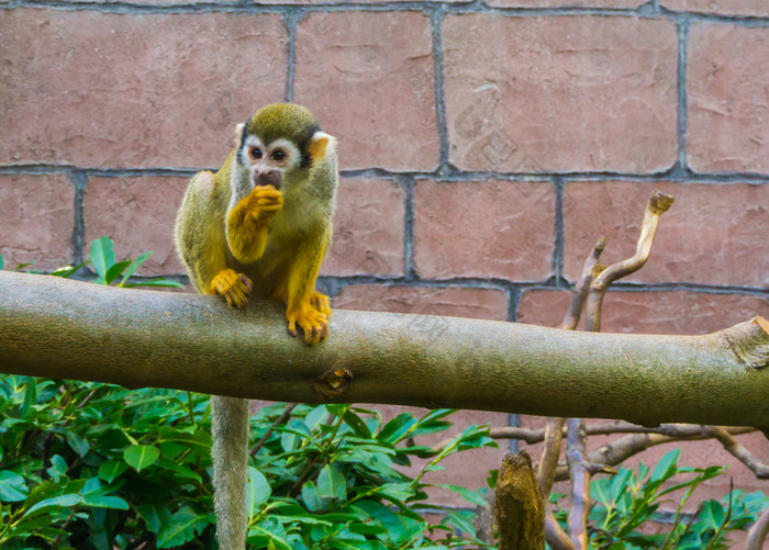 可爱的常见的松鼠猴子坐着分支吸他的拇指