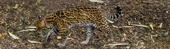 野生动物肖像昂西拉野生北部老虎猫从的亚马逊盆地