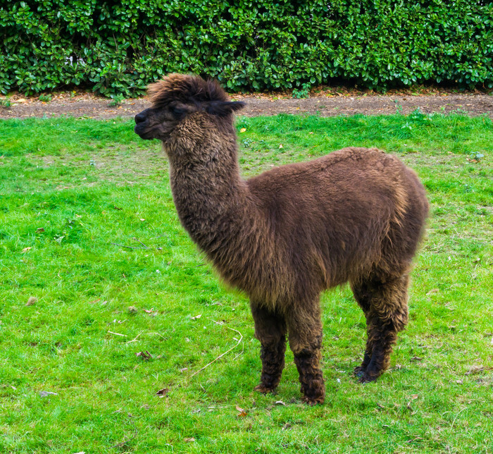 美丽的动物肖像棕色（的）哀悼瓦卡亚羊驼与长多毛的羊毛皮毛站的草