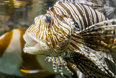 特写镜头狮子鱼头与开放口热带有毒的水族馆宠物