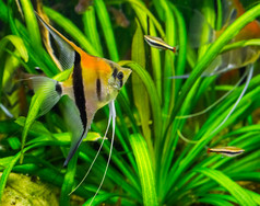 红色的肩膀翻车鱼特写镜头异国情调的水族馆宠物从里约manacapuru