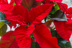 红色的圣诞节明星花宏特写镜头装饰和传统的圣诞节植物
